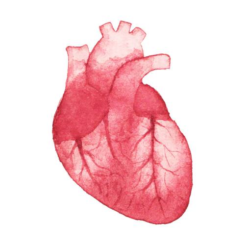 Coherencia cardíaca Coherencia cardiaca: ¿Qué es y cómo se aplica?