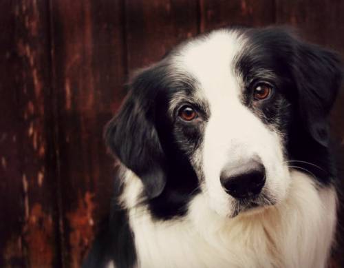 fobia a los perros fobia a los perros
